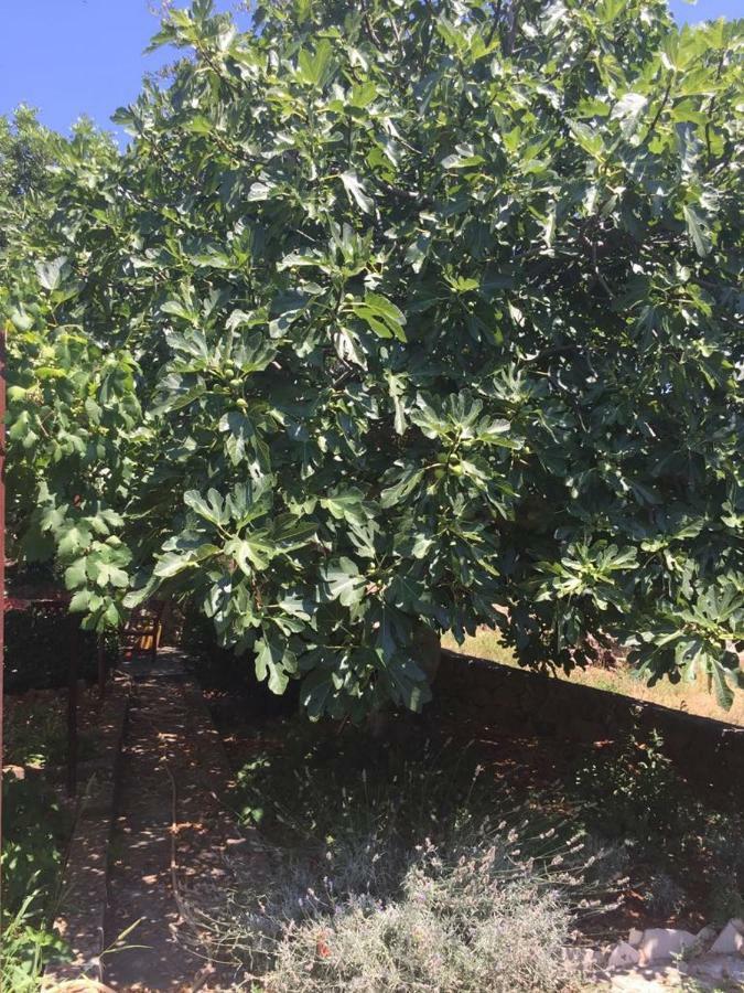 דירות סטארי גראד Relax Garden מראה חיצוני תמונה